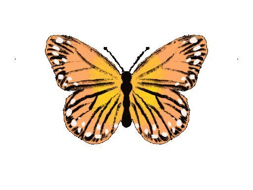 Schmetterling